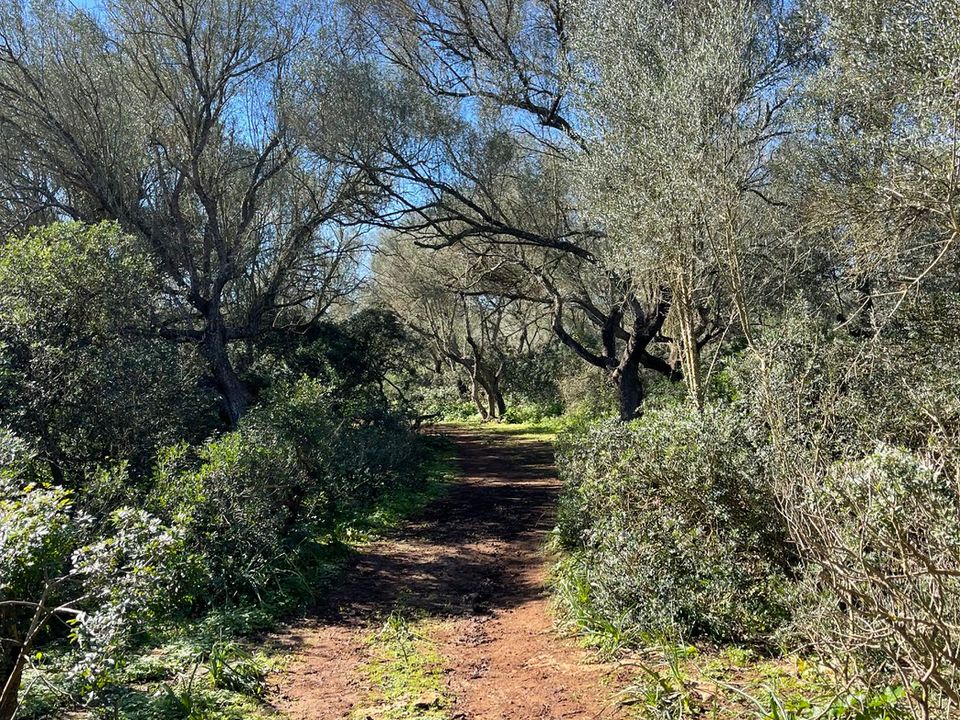 Helårsgrund i Felanitx, Mallorca - foto 4