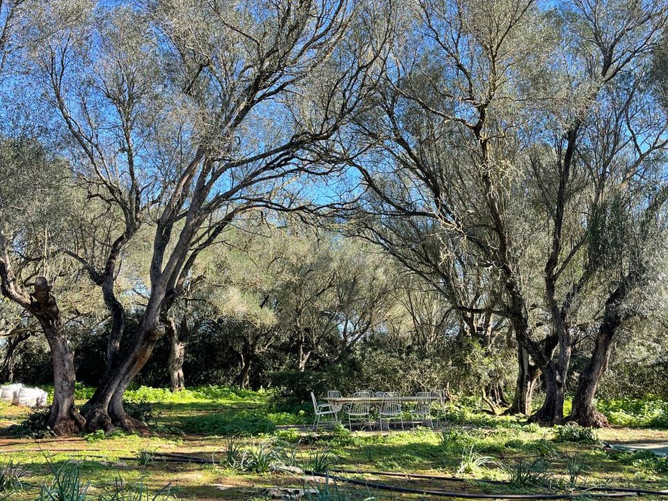 Helårsgrund i Felanitx, Mallorca - foto 1