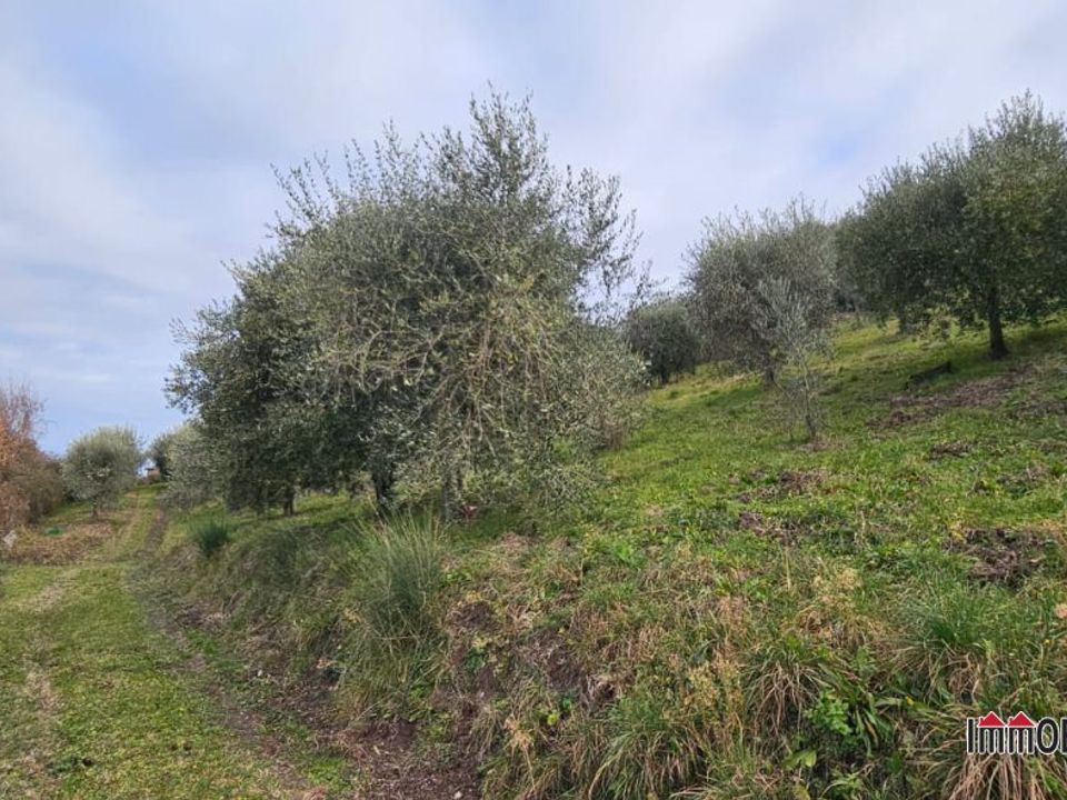 Tomt i Casole d'Elsa, Siena - bilde 4