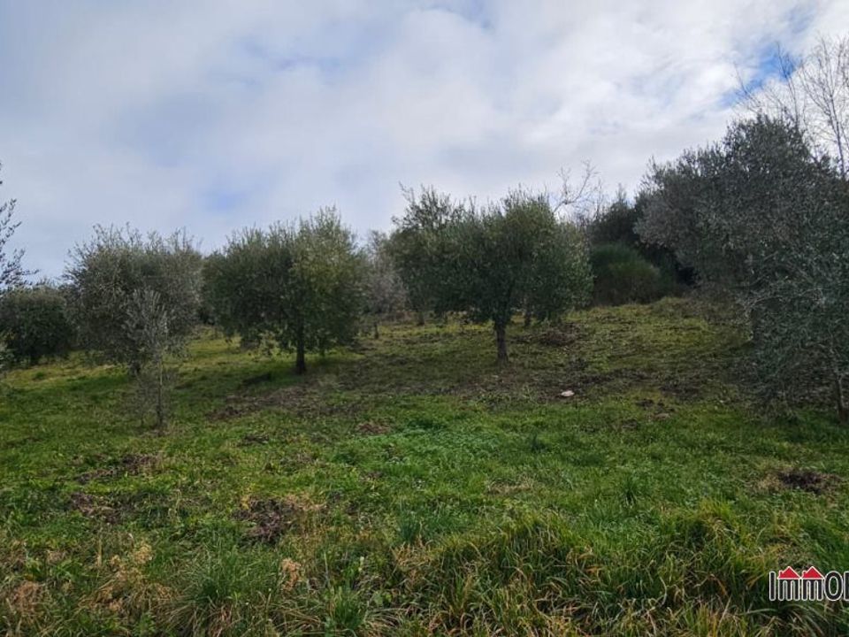 Tomt i Casole d'Elsa, Siena - bilde 5