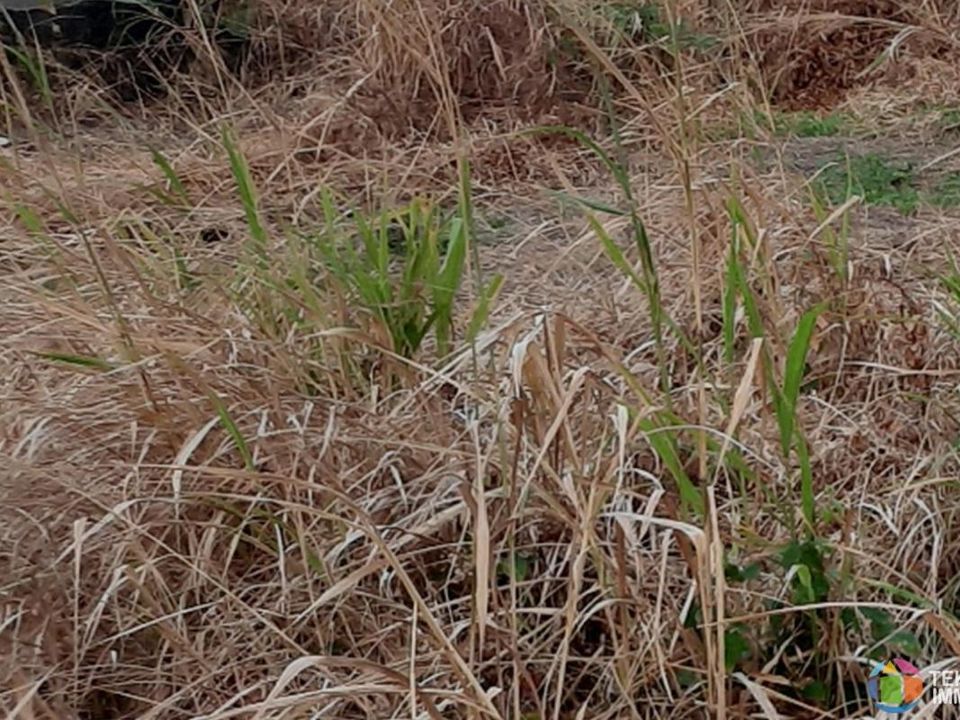 Terra a Saint-Andre, La Reunion - foto 1