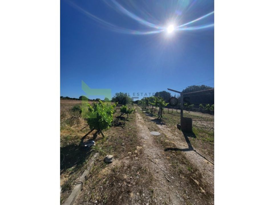 Erhvervsejendom i Brejos de Azeitao, Setubal - foto 4