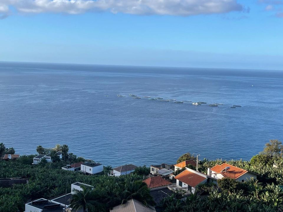 Helårsgrund i Arco da Calheta, Madeira - foto 2