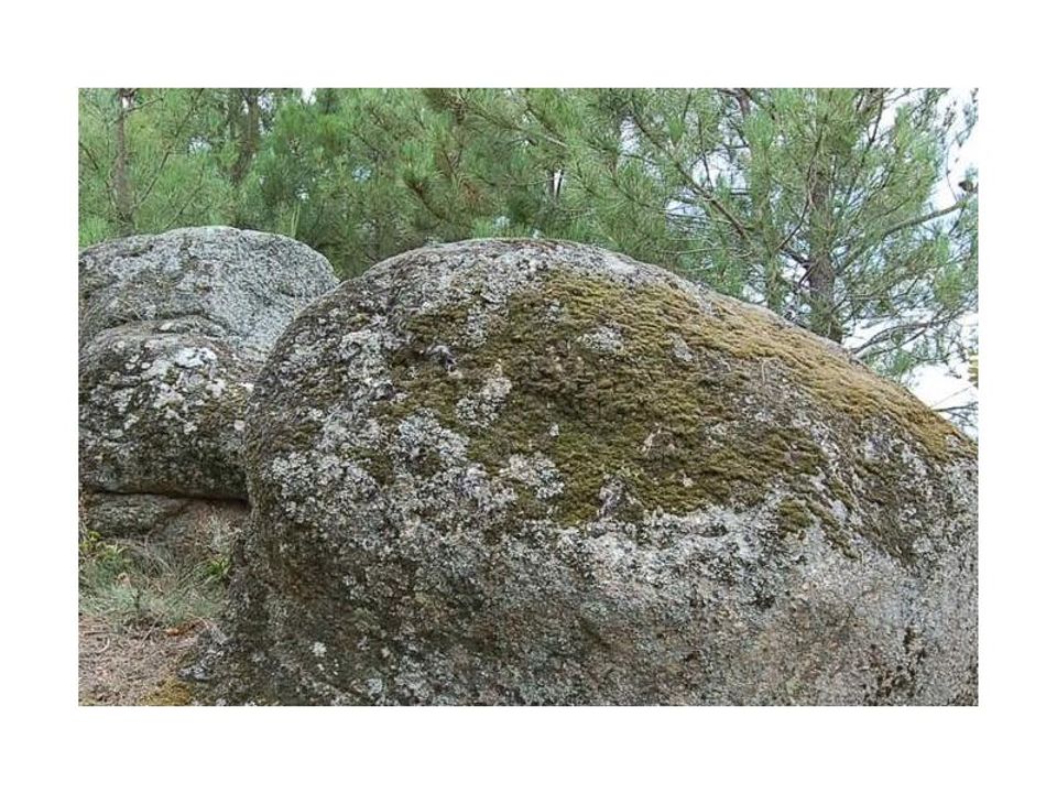 Helårsgrund i Vale de Prazeres e Mata da Rainha, Castelo Branco - foto 3