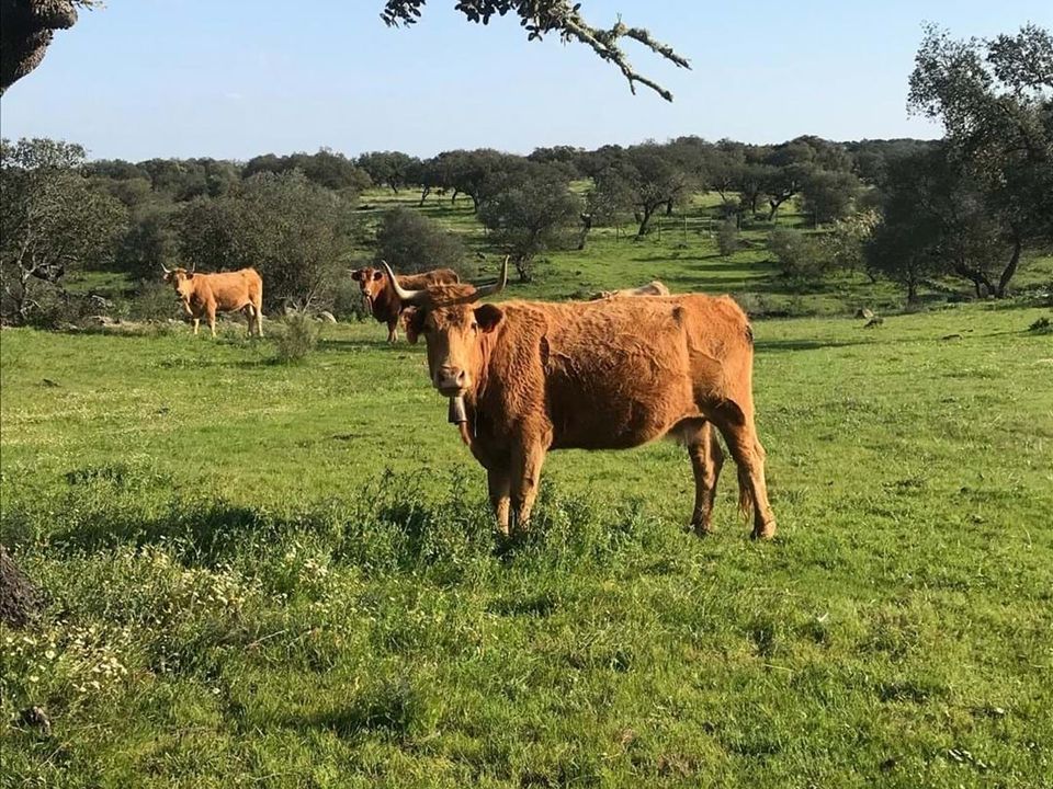 Farm i Safara, Beja - foto 5