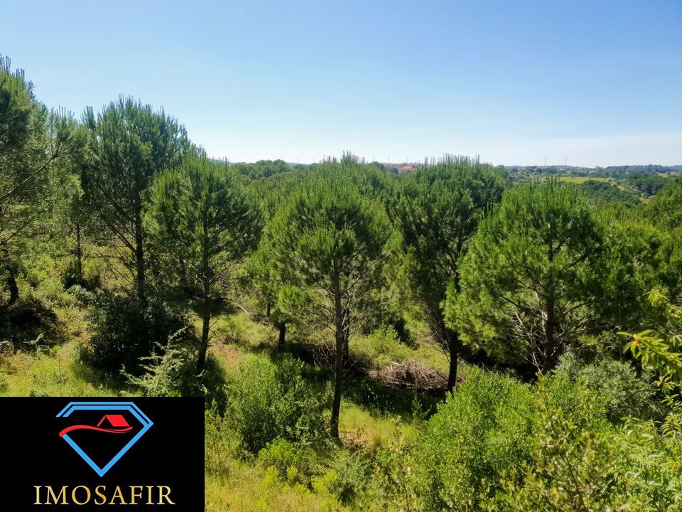 Helårsgrund i Torres Novas, Santarem - foto 4