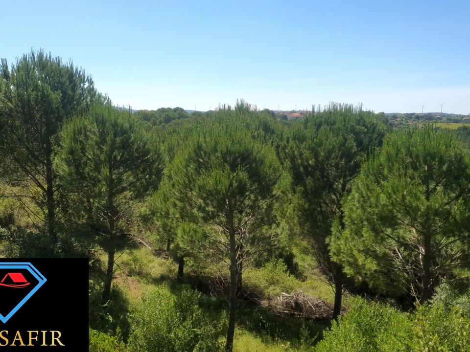 Helårsgrund i Torres Novas, Santarem - foto 5