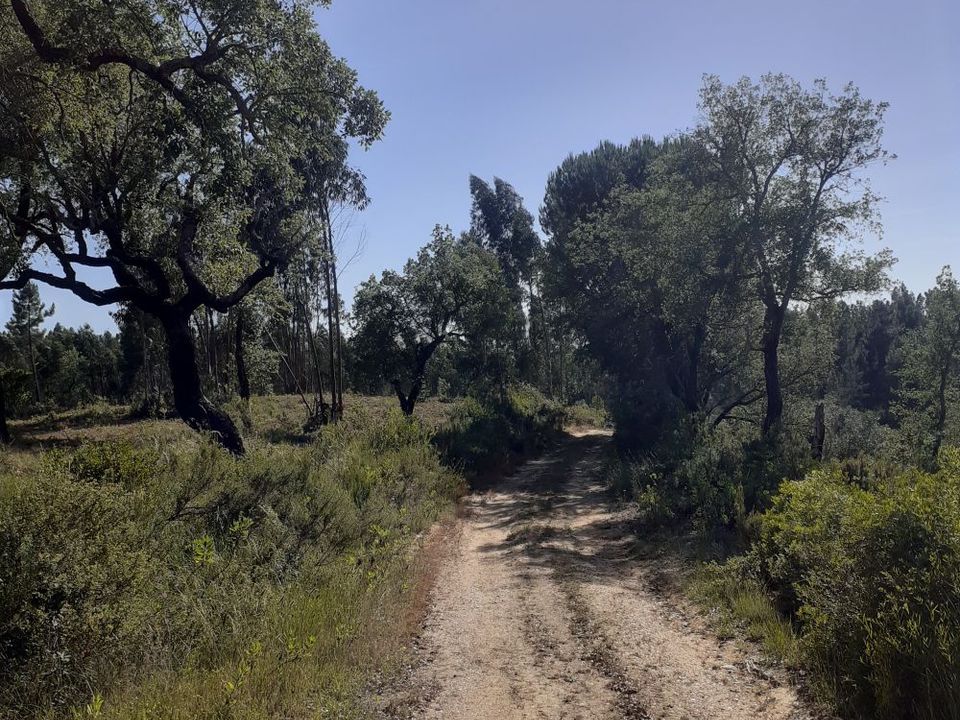 Helårsgrund i Tomar, Santarem - foto 4
