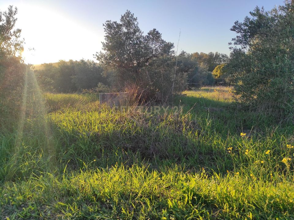 Tomt i Campo Maior, Portalegre - bilde 2