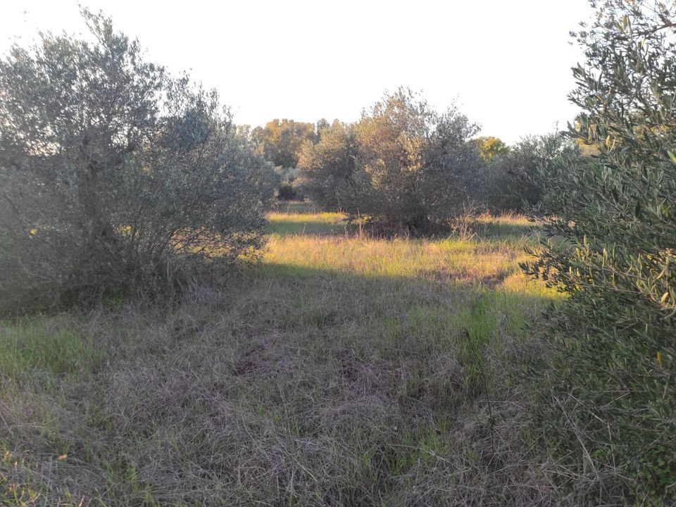 Tomt i Campo Maior, Portalegre - bilde 3