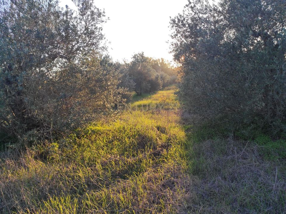 Tomt i Campo Maior, Portalegre - bilde 4