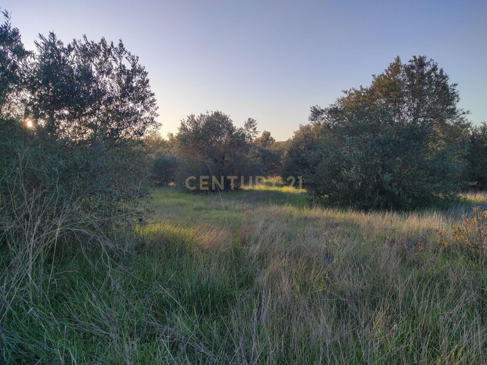 Tomt i Campo Maior, Portalegre - bilde 5