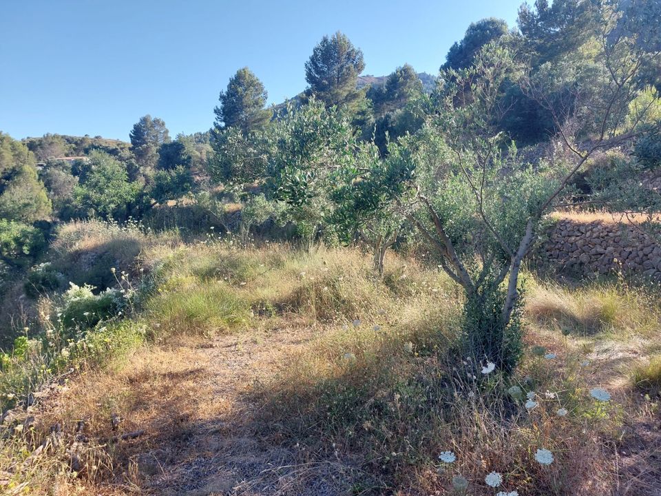 Helårsgrund i Jalon, Alicante - foto 3