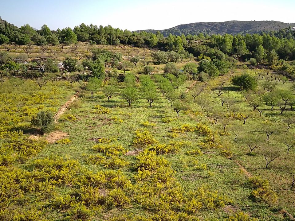 Helårsgrund i Jalon, Alicante - foto 3