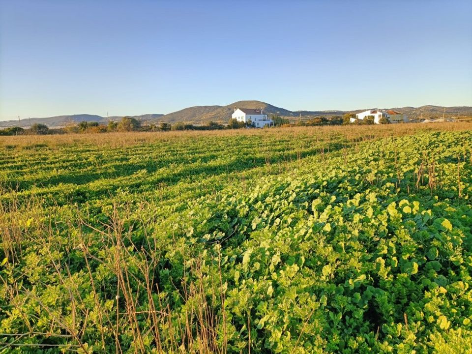 Granja a Faro, Faro - foto 1