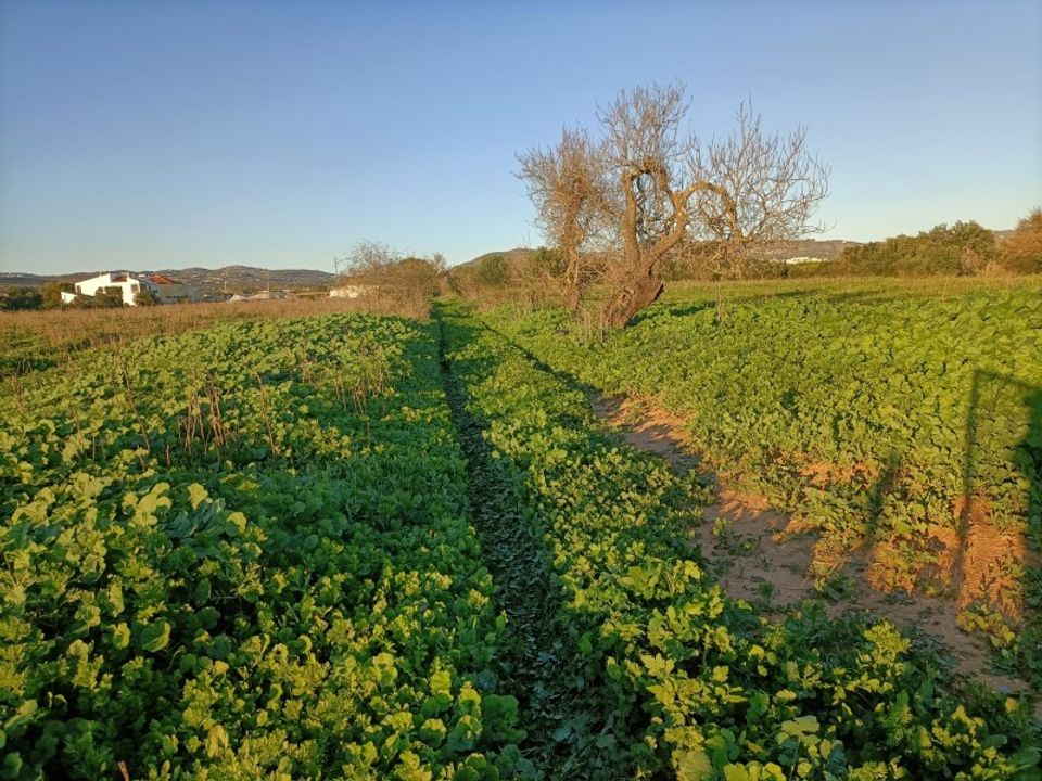 Granja a Faro, Faro - foto 5