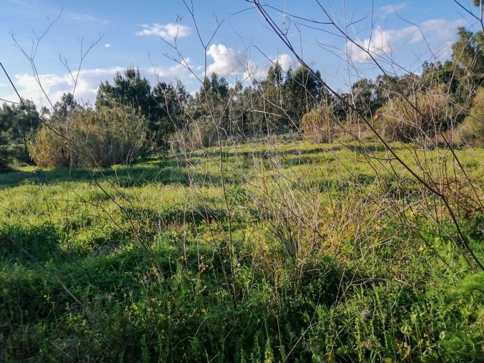 Terra a Quinta do Anjo, Setubal - foto 5