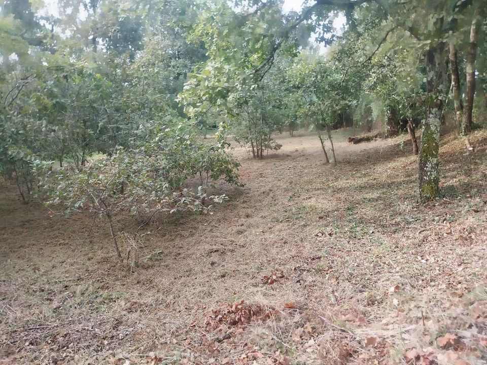 Tomt i Saugnacq-et-Muret, Landes - bilde 1