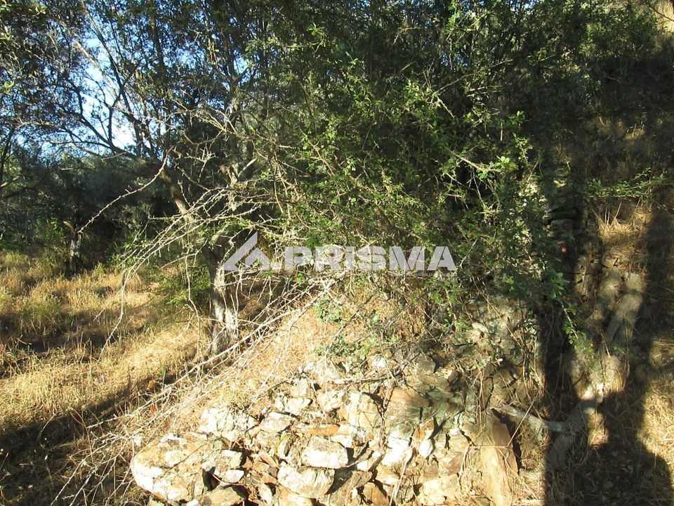 Helårsgrund i Idanha-a-Nova, Castelo Branco - foto 2