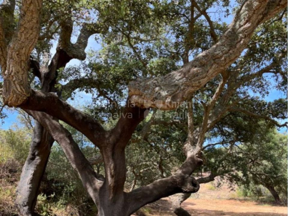 Helårsgrund i Evora, Evora - foto 4