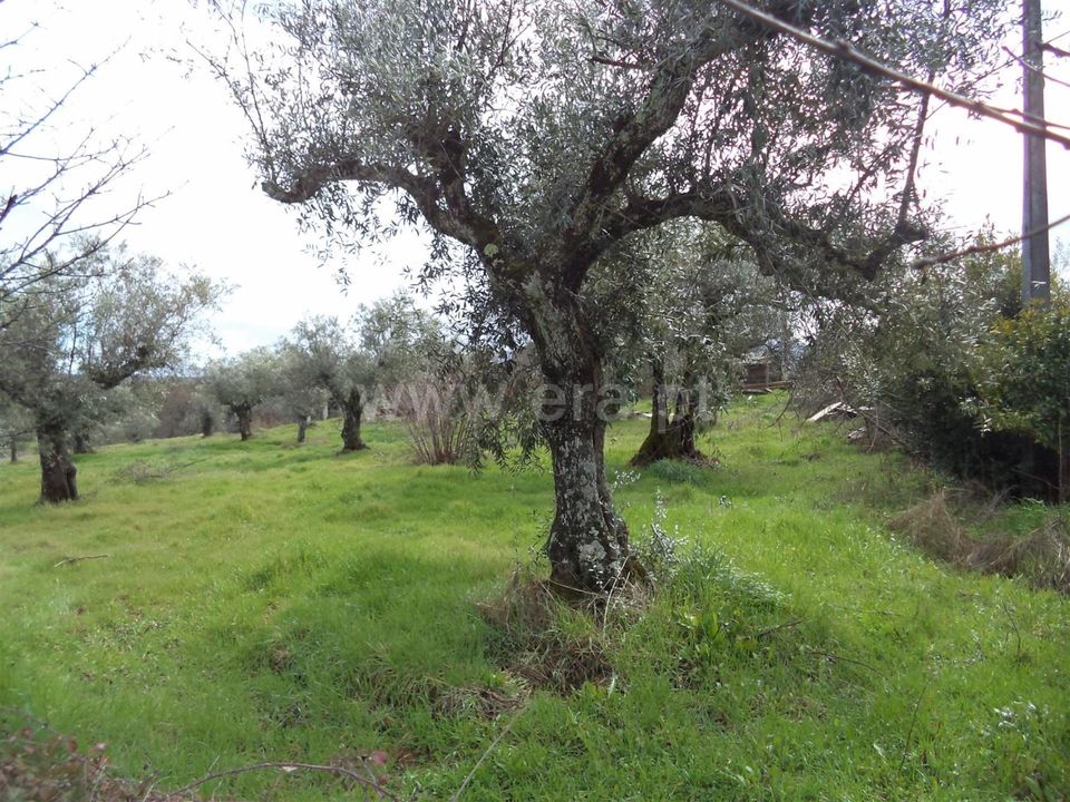 Helårsgrund i Fundao, Castelo Branco - foto 5