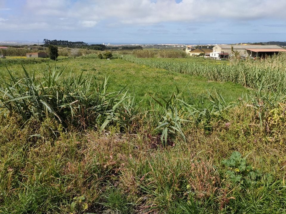 Helårsgrund i Peniche, Leiria - foto 2