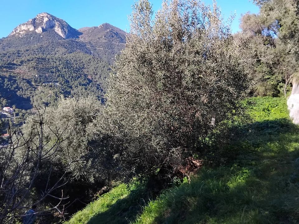 Tomt i Castellar, Alpes-Maritimes - bilde 3
