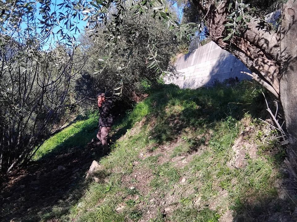 Tomt i Castellar, Alpes-Maritimes - bilde 4
