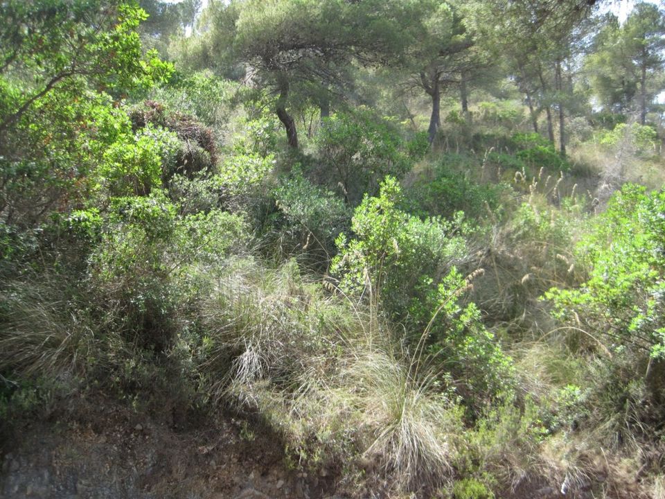 Helårsgrund i Capdepera, Mallorca - foto 4
