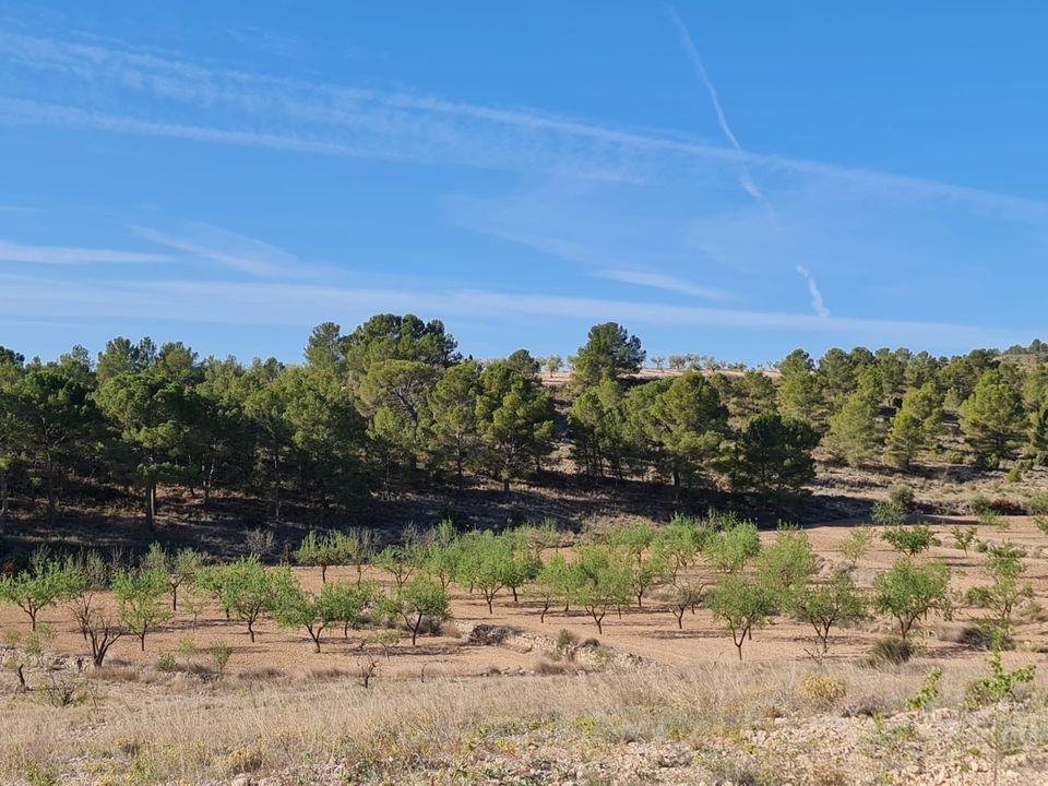 Tomt i Raspay, Murcia - bilde 1