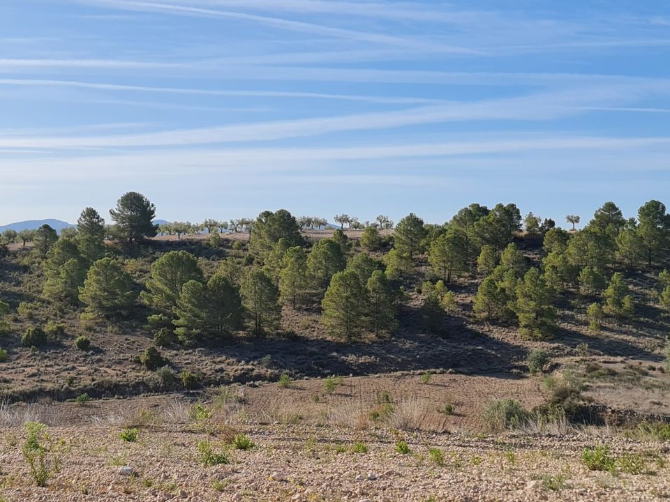 Tomt i Raspay, Murcia - bilde 1