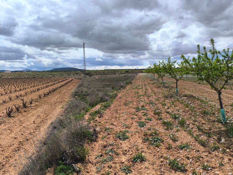Helårsgrund i Pinoso, Alicante - foto 4