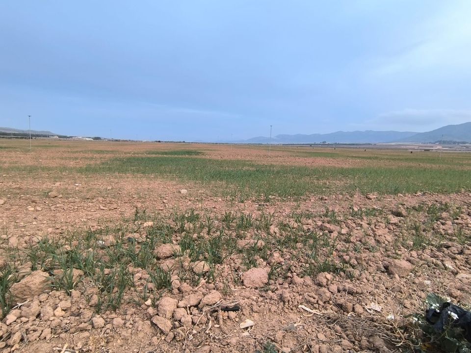Tomt i Yecla, Murcia - bilde 5