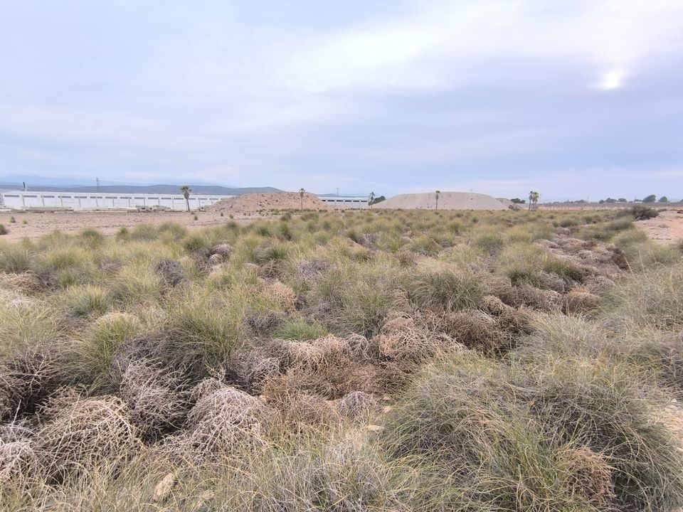 Terra a Yecla, Murcia - foto 2