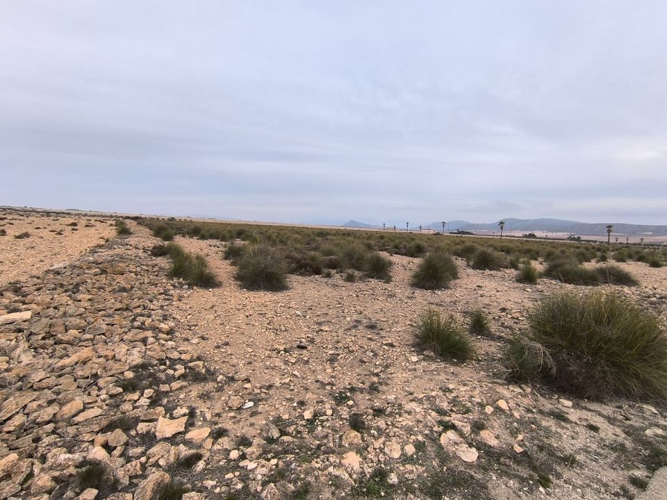 Terra a Yecla, Murcia - foto 5