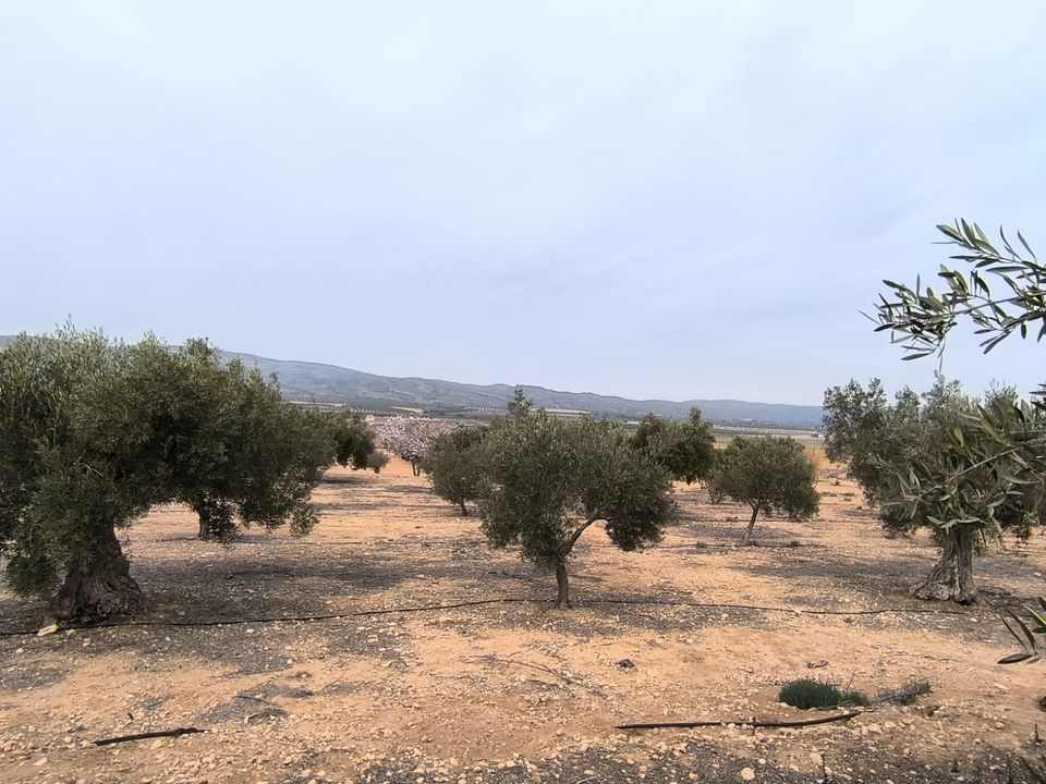Helårsgrund i Villena, Alicante - foto 1