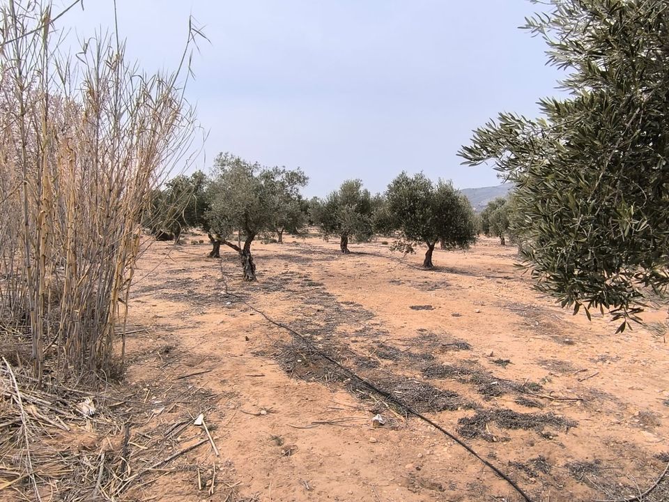 Helårsgrund i Villena, Alicante - foto 2