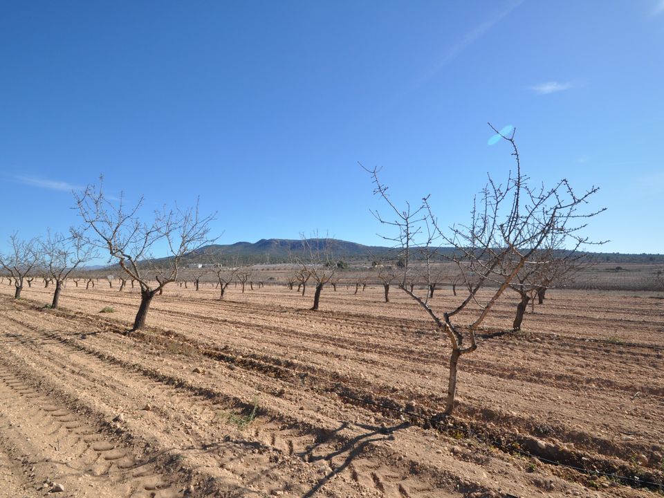 Helårsgrund i Monovar, Alicante - foto 4