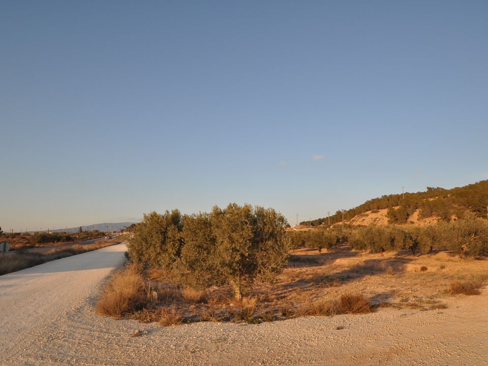 Helårsgrund i Pinoso, Alicante - foto 3