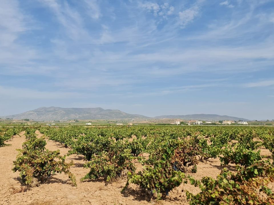 Helårsgrund i Pinoso, Alicante - foto 4
