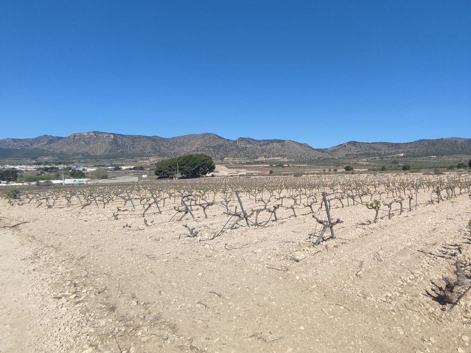 Helårsgrund i Salinas, Alicante - foto 3