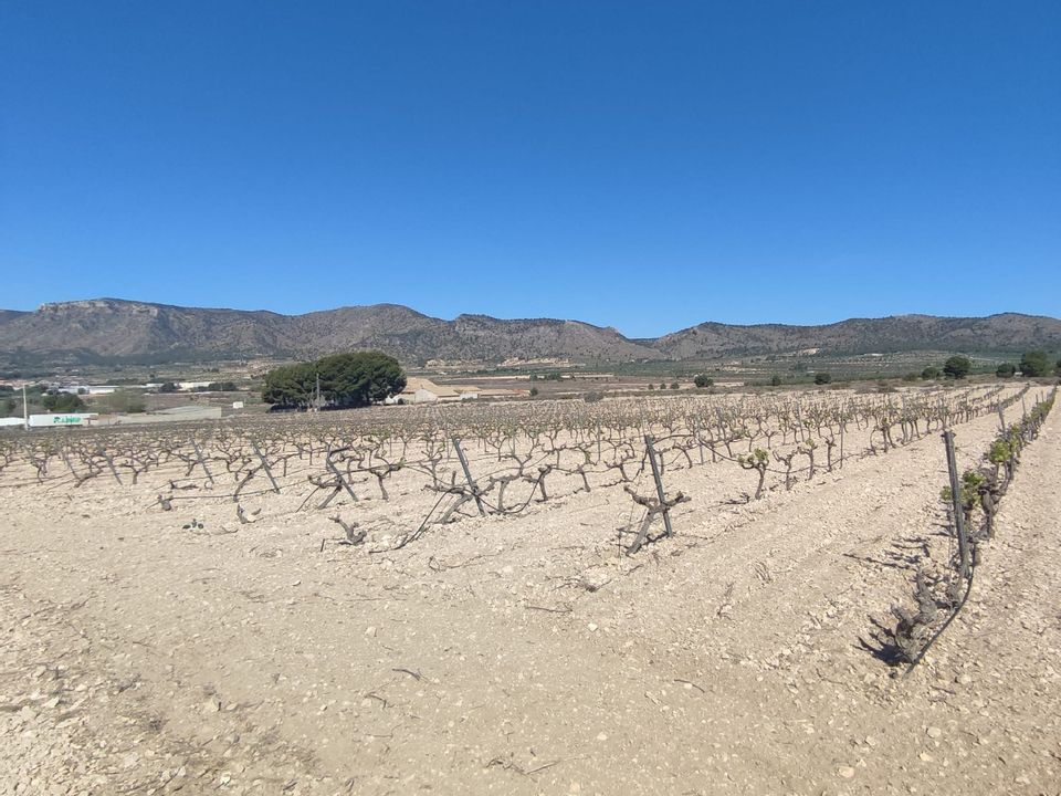 Helårsgrund i Salinas, Alicante - foto 4