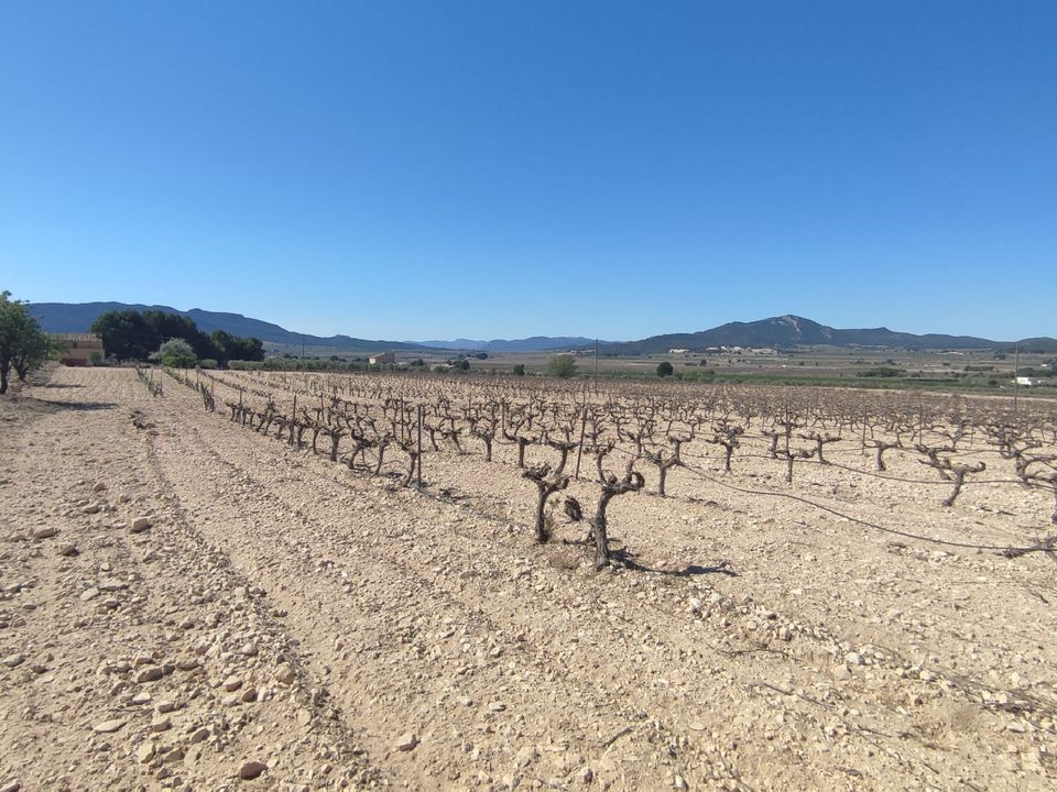 Helårsgrund i Salinas, Alicante - foto 5