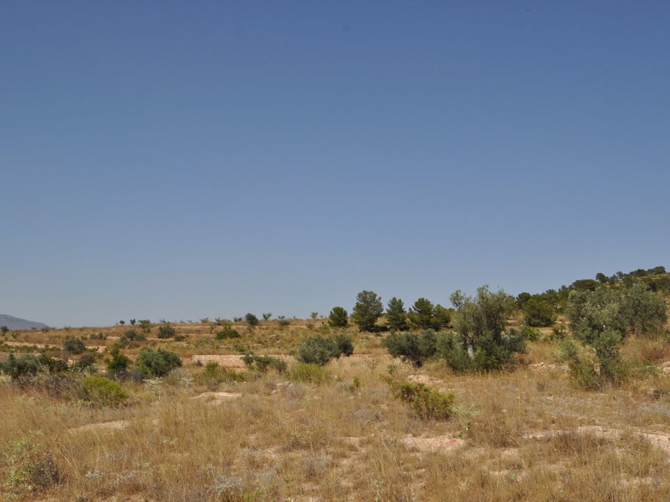 Helårsgrund i Pinoso, Alicante - foto 4