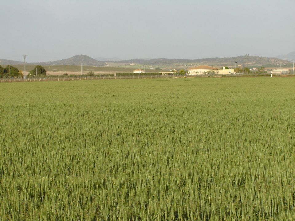 Terra a Yecla, Murcia - foto 2