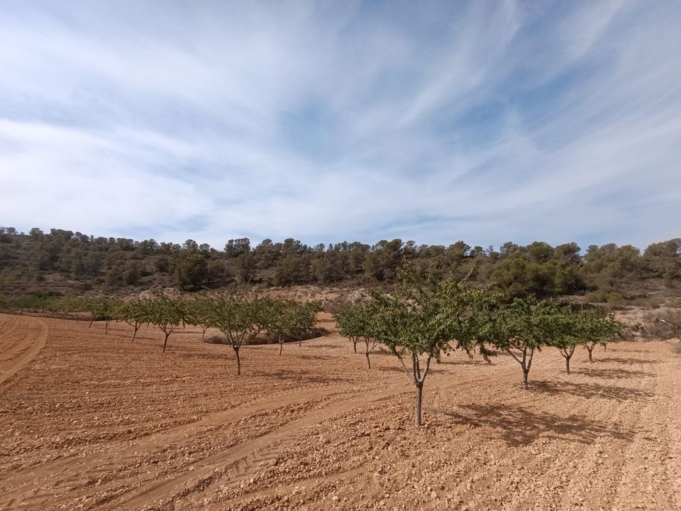 Helårsgrund i Abanilla, Murcia - foto 3