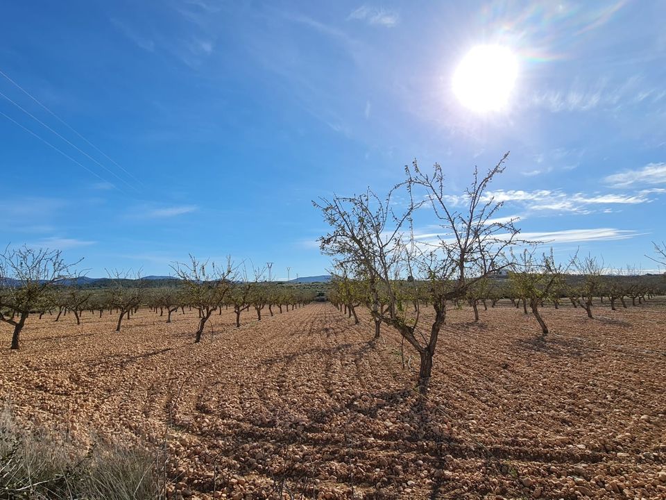 Helårsgrund i Pinoso, Alicante - foto 1