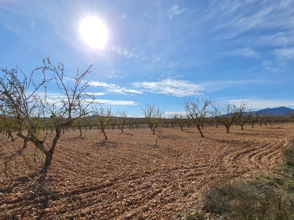 Helårsgrund i Pinoso, Alicante - foto 2