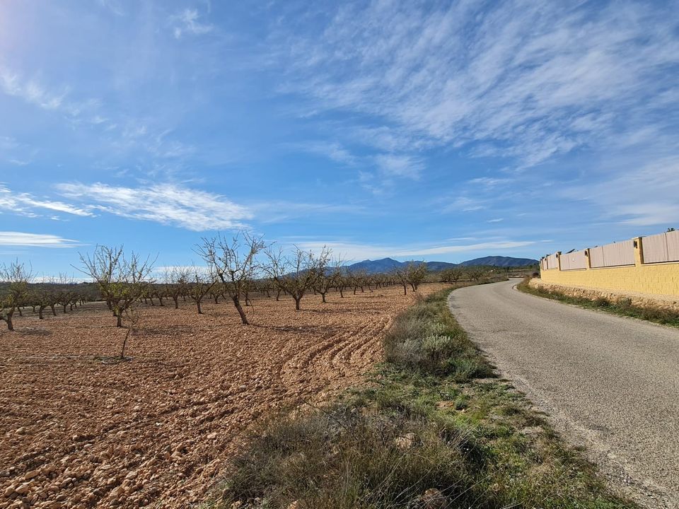 Helårsgrund i Pinoso, Alicante - foto 3