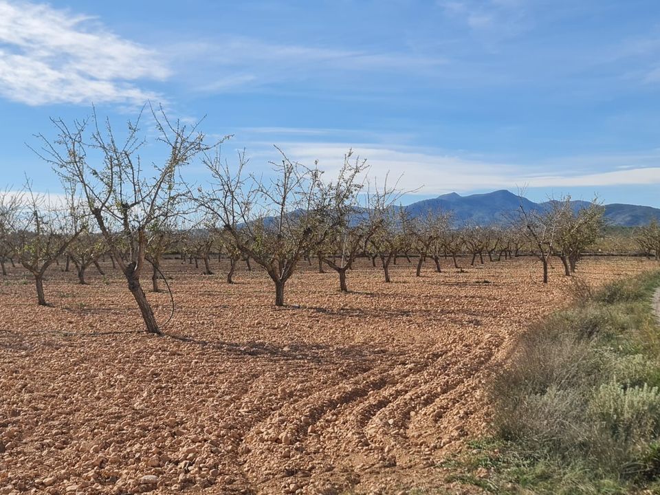 Helårsgrund i Pinoso, Alicante - foto 4